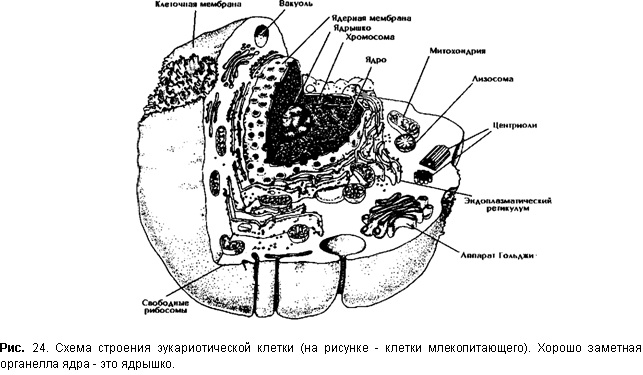 Схема строения эукариотической клетки 