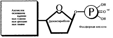 Дезоксирибонуклеиновая кислота