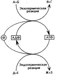 Аденозинмонофосфорная кислота